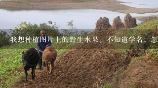 我想种植图片上的野生水果。不知道学名，怎么繁殖?属于哪个科…… 请求帮忙?