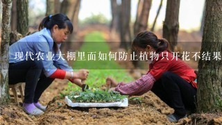 现代农业大棚里面如何防止植物只开花不结果？