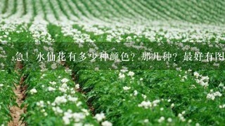 急！水仙花有多少种颜色？那几种？最好有图片