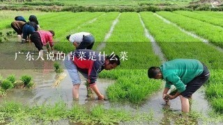 广东人说的青菜是什么菜