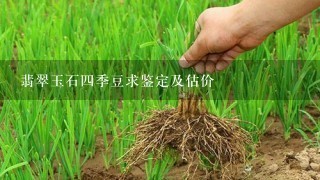 翡翠玉石四季豆求鉴定及估价