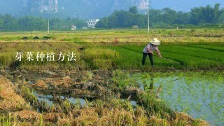 芽菜种植方法