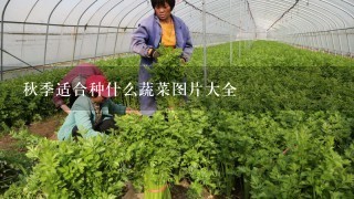 秋季适合种什么蔬菜图片大全