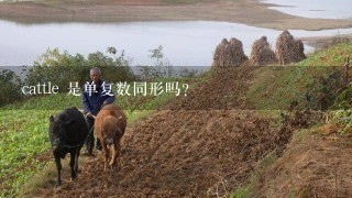 cattle 是单复数同形吗？