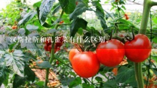 汉斯拉斯和孔雀菜有什么区别。