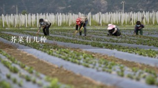 芥菜有几种