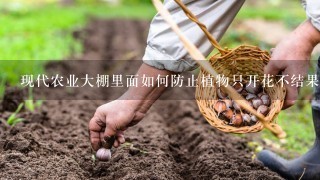 现代农业大棚里面如何防止植物只开花不结果？