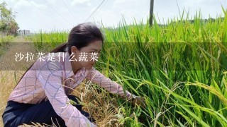 沙拉菜是什么蔬菜