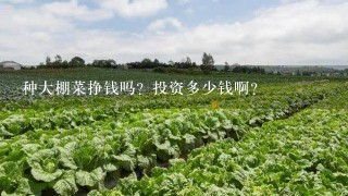 种大棚菜挣钱吗？投资多少钱啊？