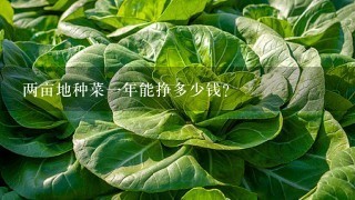 两亩地种菜一年能挣多少钱？