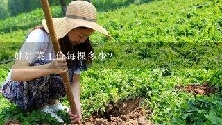 娃娃菜工价每棵多少？