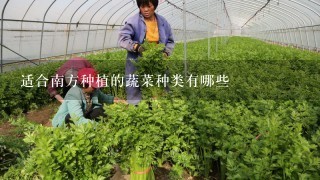 适合南方种植的蔬菜种类有哪些