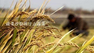 蔬菜沙拉用什么蔬菜