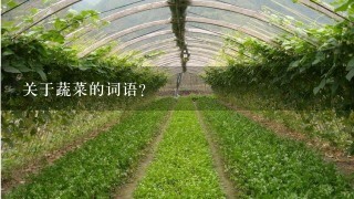 关于蔬菜的词语？