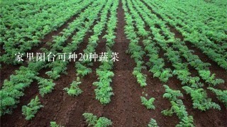 家里阳台可种20种蔬菜