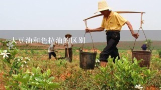 大豆油和色拉油的区别