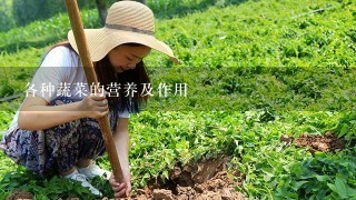 各种蔬菜的营养及作用