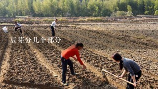 豆芽分几个部分