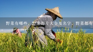 野菜有哪些，野菜图片大全及名字，野菜都有哪些品种