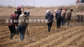 花菜和西兰花的营养价值