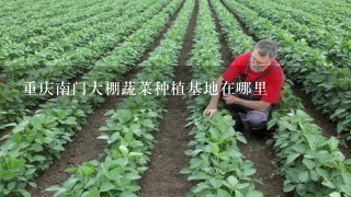 重庆南门大棚蔬菜种植基地在哪里