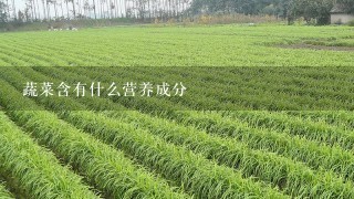 蔬菜含有什么营养成分