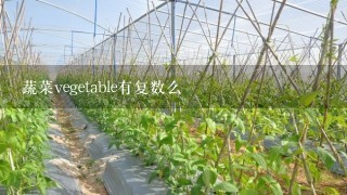 蔬菜vegetable有复数么