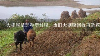 大棚膜是那种塑料膜，废旧大棚膜回收再造颗粒是什么