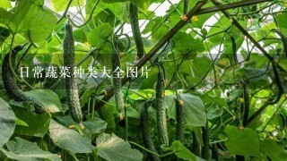 日常蔬菜种类大全图片