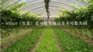 lettuce（生菜）是可数名词还是不可数名词