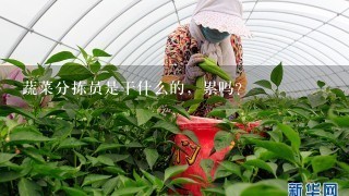 蔬菜分拣员是干什么的，累吗？