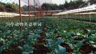 50个动物英语单词