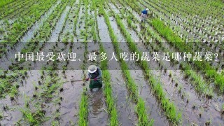 中国最受欢迎、最多人吃的蔬菜是哪种蔬菜？