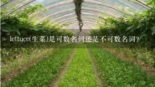 lettuce(生菜)是可数名词还是不可数名词?