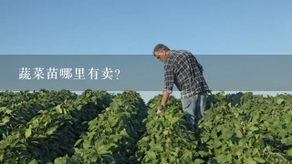 蔬菜苗哪里有卖？