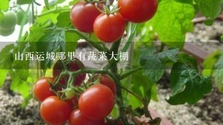 山西运城哪里有蔬菜大棚