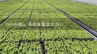 potato的，英语复数怎么写？