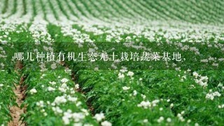 哪儿种植有机生态无土栽培蔬菜基地，