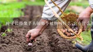 叶子长得像芋头的那个植物叫什么,它有什么用，有什么特性？