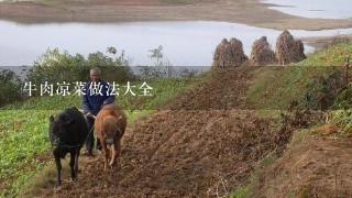 牛肉凉菜做法大全