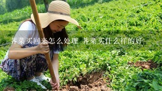 荠菜买回来怎么处理 荠菜买什么样的好