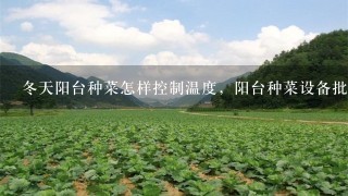 冬天阳台种菜怎样控制温度，阳台种菜设备批发视