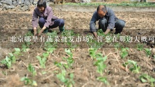 北京哪里有蔬菜批发市场？洋葱在那边大概可以买到多少钱？销量大吗？