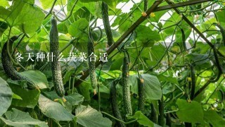 冬天种什么蔬菜合适