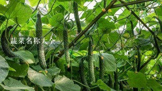 蔬菜名称大全