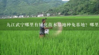 9江武宁哪里有绿化苗木基地种兔基地？哪里有桂花树红豆杉果树苗卖？