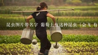 昆虫图片带名字 葡萄上有这种昆虫（会飞 有嗡嗡声） 怎么治理