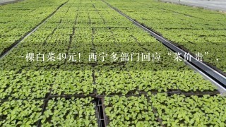 1棵白菜49元！西宁多部门回应“菜价贵”，这是否是