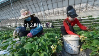 大棚韭菜什么时候扣棚