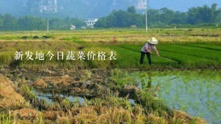 新发地今日蔬菜价格表